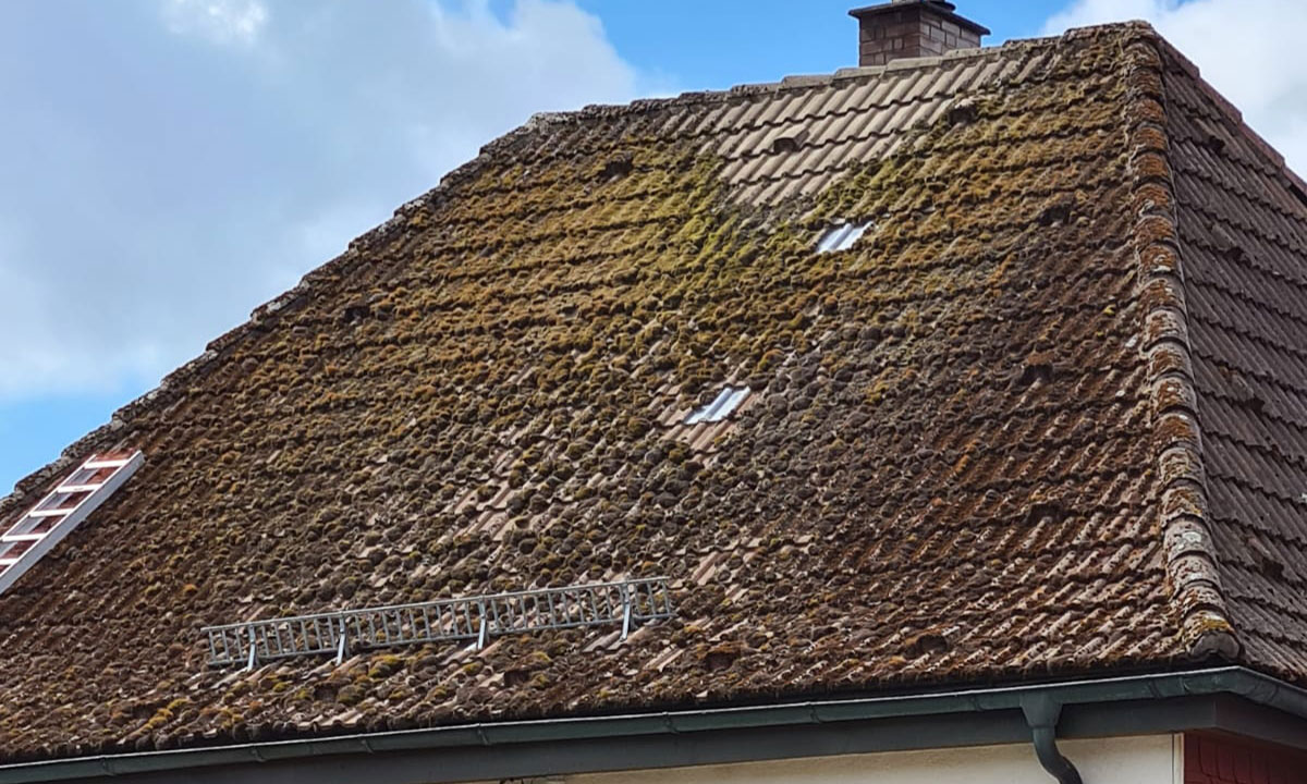 Ein mit Algen und Moos verschmutztes Dach, bevor die Mitarbeiter die Algen entfernen | | Kramer Bautenschutz, Ihr Experte für Dachreinigung aus Eisfeld in Südthüringen, in der Nähe von Suhl und Coburg